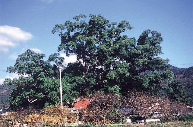 Kusu of Hakukaku Shrine