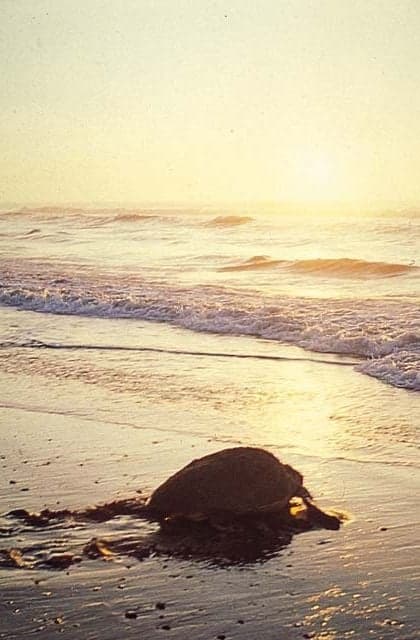 Loggerhead turtle in Tomidahama