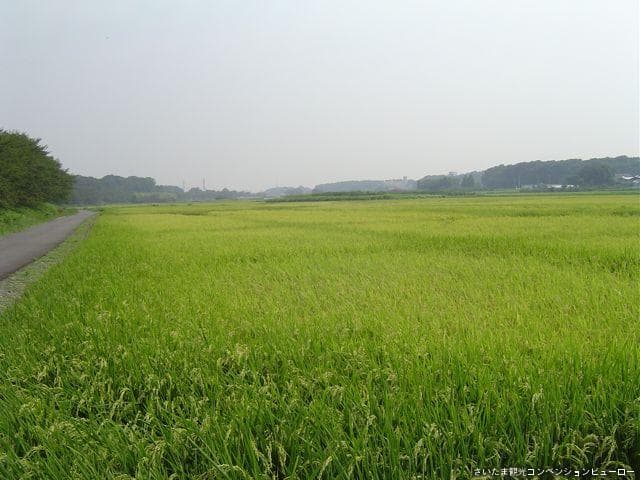 Minuma rice field