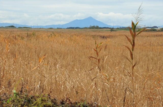 Yu-Suichi Watarase (Autumn) From Yoshi Hara to Mount Tsukuba