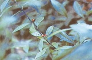 Izumo Shrine Tsurumanryo's own fabric