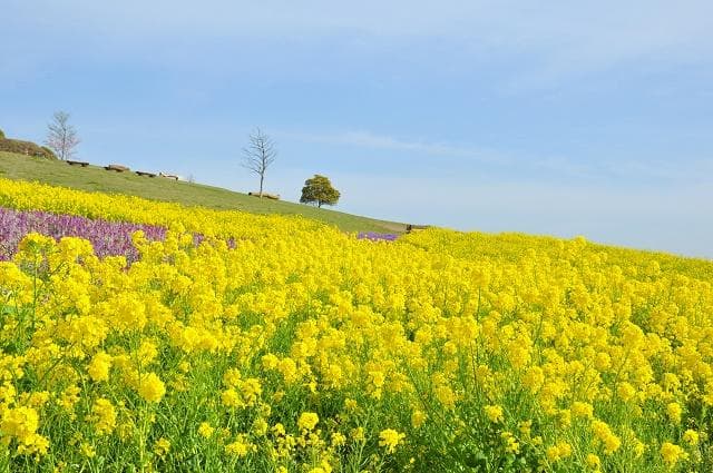 Abaji-hana sajiki rape blossoms