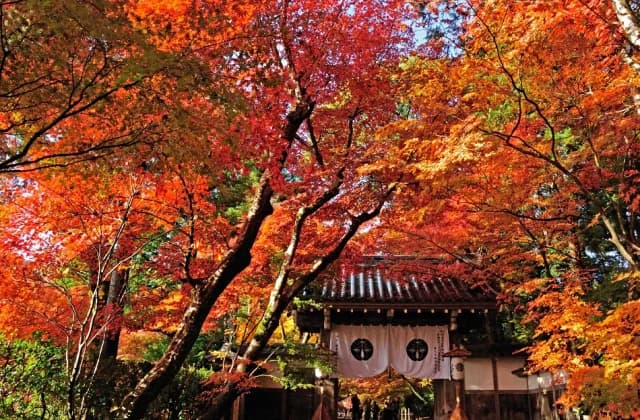 Momiji approach to Komyoji Temple