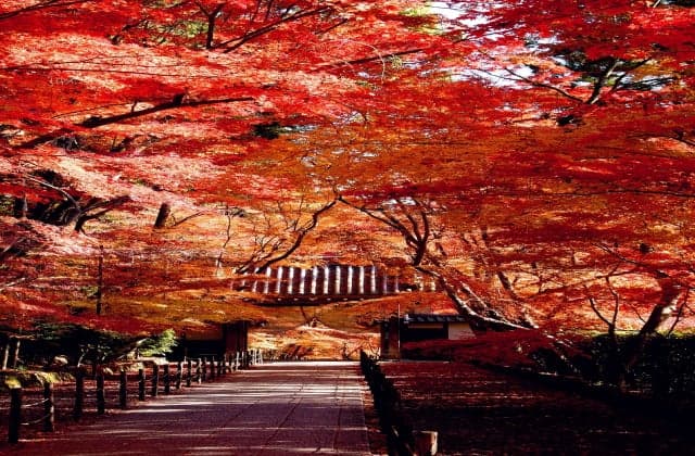 Momiji approach to Komyoji Temple