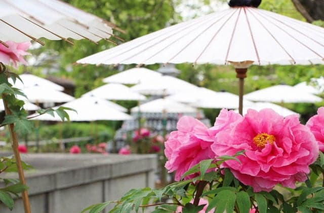 Button of Okuninji Temple