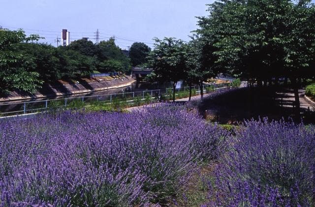 荒子川公園ガーデンプラザのラベンダー