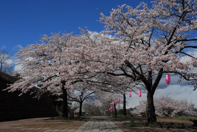 Cherry blossoms in general park