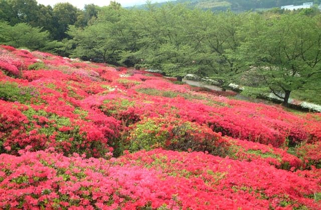 Azalea at Hirinji Temple
