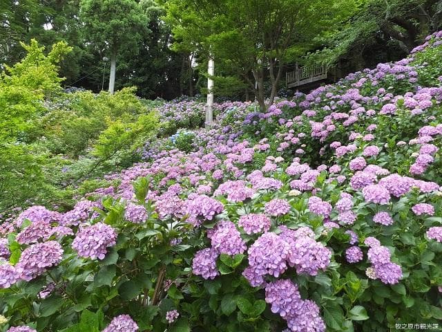 Hydrangea in Akiha Park