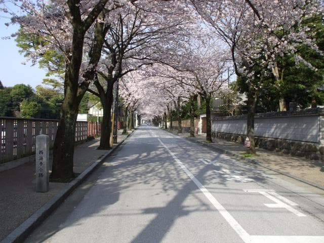 Cherry blossoms in Saikaikoji