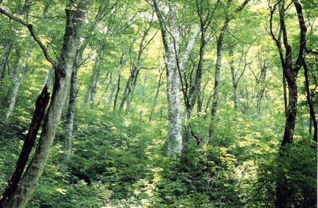 Primeval beech forest