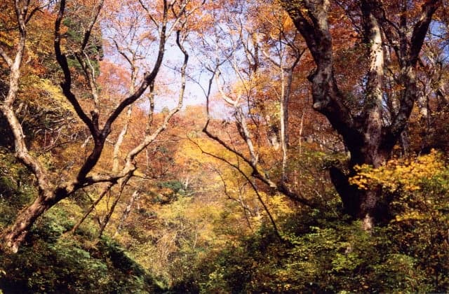 Primeval beech forest