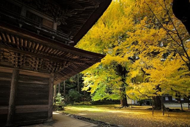Ginkgo