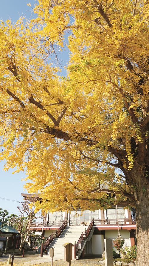 Child care ginkgo