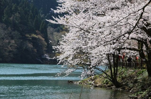Shogawa Gorge Cherry Blossom Festival