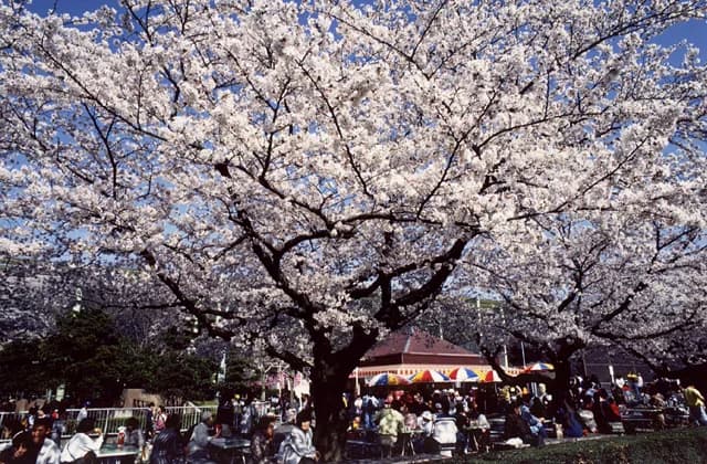 Cherry Blossoms in Higashiyama-koen Park