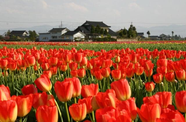 砺波のチューリップ畑