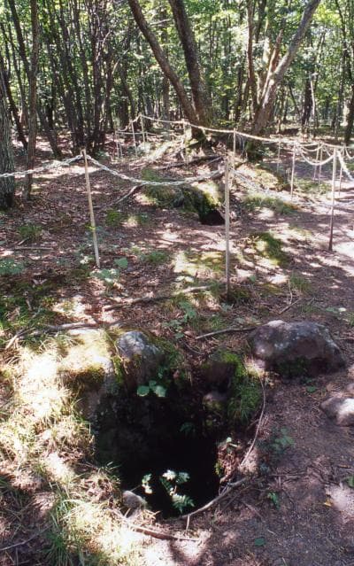 Mount Asama Lava tree-type group