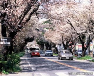 Cherry blossoms on Nikko Kaido