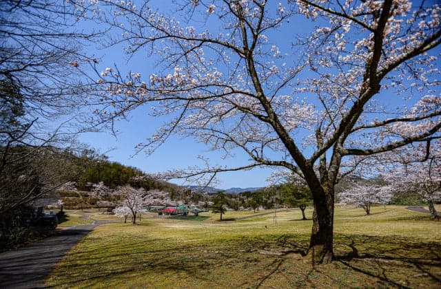 Cherry blossoms in the open space of the sun ⑥