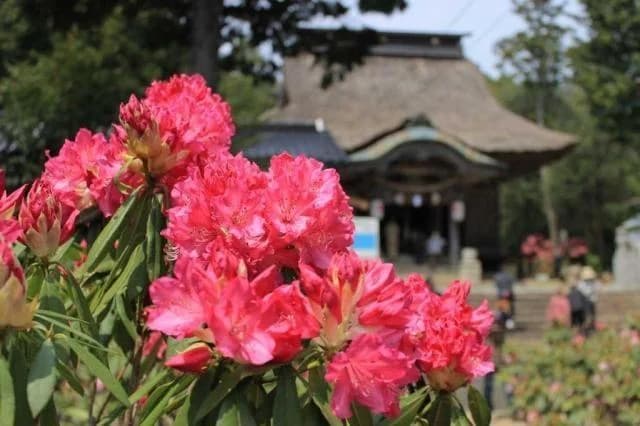 Rhododendron at Usa Hachimangu Shrine