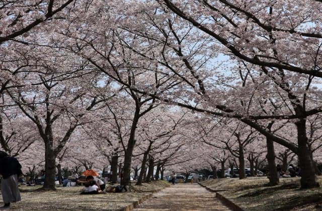 Photographs of Sakura no Mori Park
