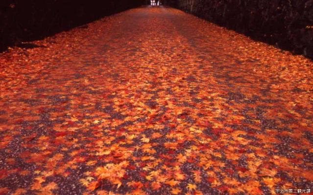 Kotozaka in autumn leaves