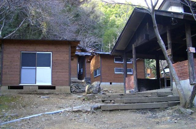 Paulownia flower garden