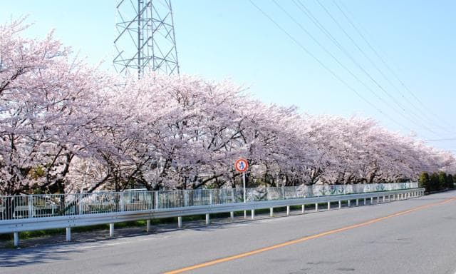 Sakura-dori St. Landscape
