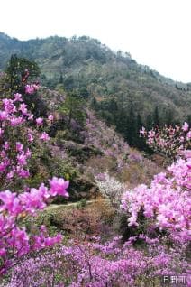 Takiyama Park Azalea