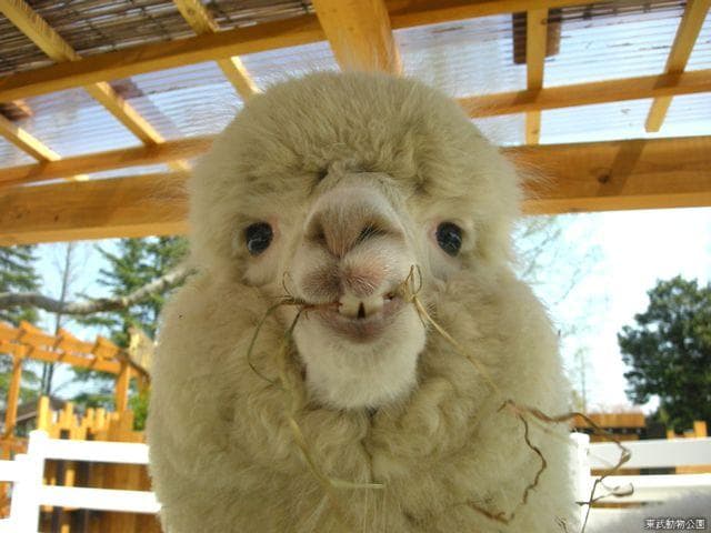 Alpacaup