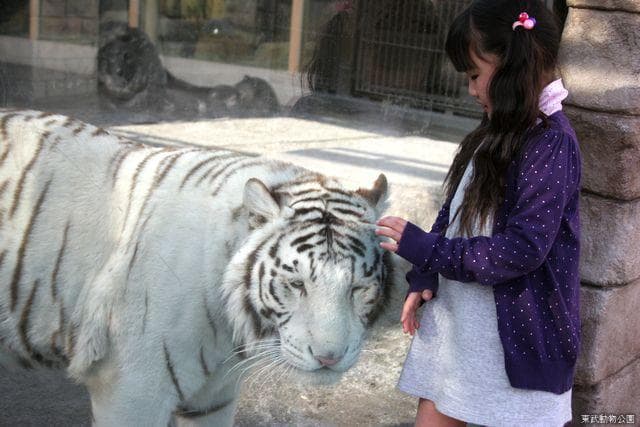 White tiger