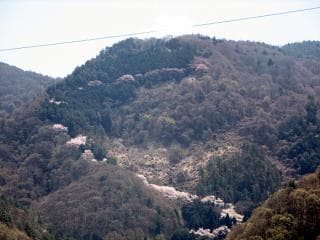Senbonzakura Mountain Trail distant view