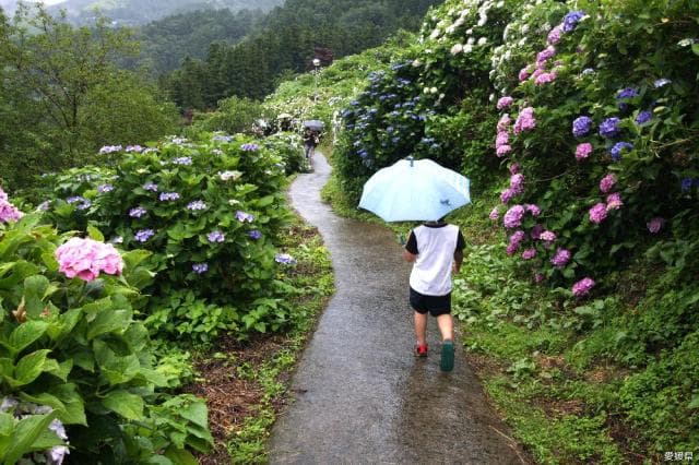 Shingu Hydrangea Village