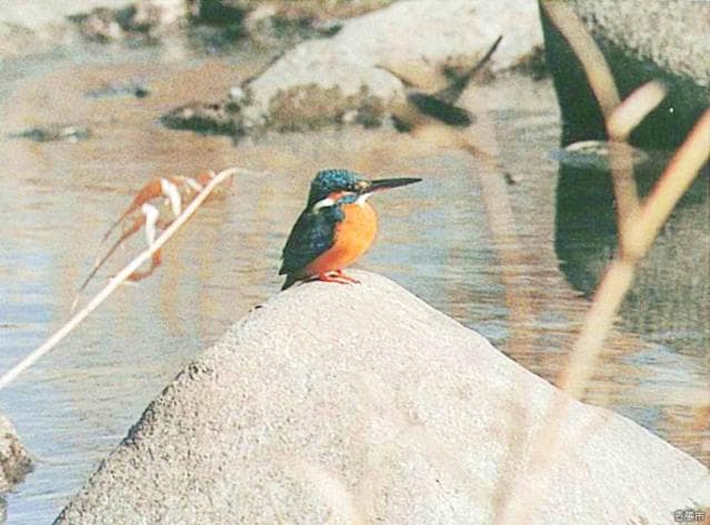 Kingfisher