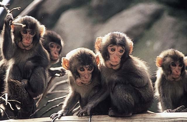 Monkey from Mount Takasaki