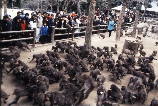 Mount Takasaki Monkey Place