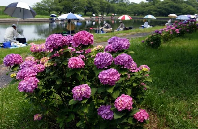 Gunma's Suigo (Summer)