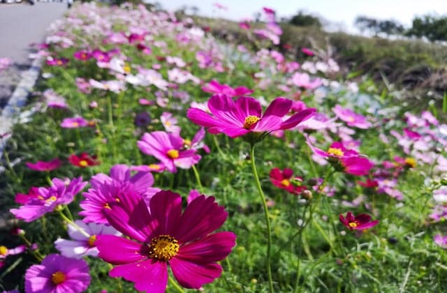 Gunma's Suigo (Autumn)