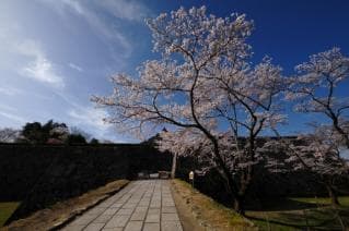 Cherry blossoms at Sasayama Castle Ruins