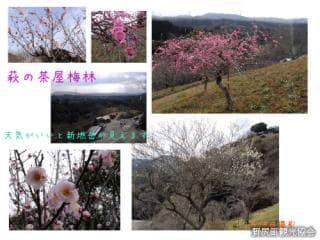 Hagi's teahouse plum