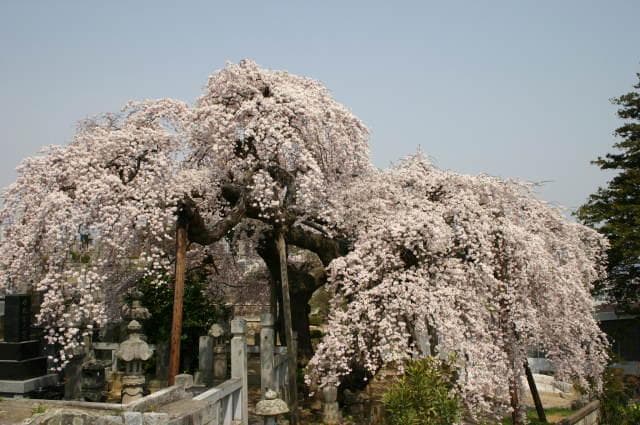 Nirinji Weeping Cherry Blossoms