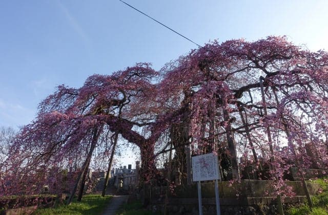 Nirinji Weeping Cherry Blossoms