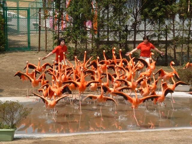 Flamingo show