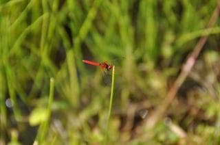 Nature Observation Garden