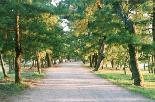 Amanohashidate's Kuromatsu