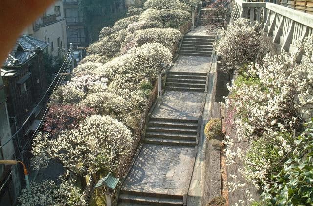 Ume of Yushima Tenman-gu Shrine