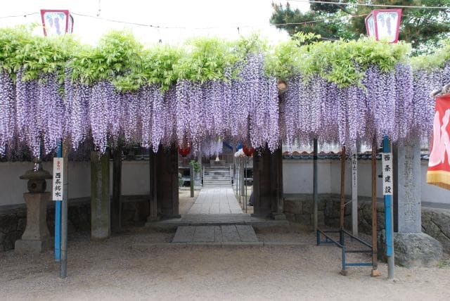 Kannondo no wisteria
