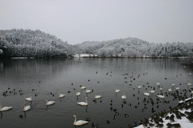 Swan of ancient virtue