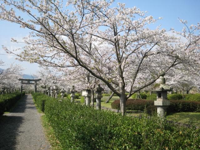 旭ヶ岡公園の桜